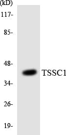 TSSC1 Antibody (aa274-323)