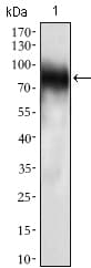 Monoclonal Mouse anti-Human CD33 Antibody (clone 2C6B7, aa15-237, IHC, WB)