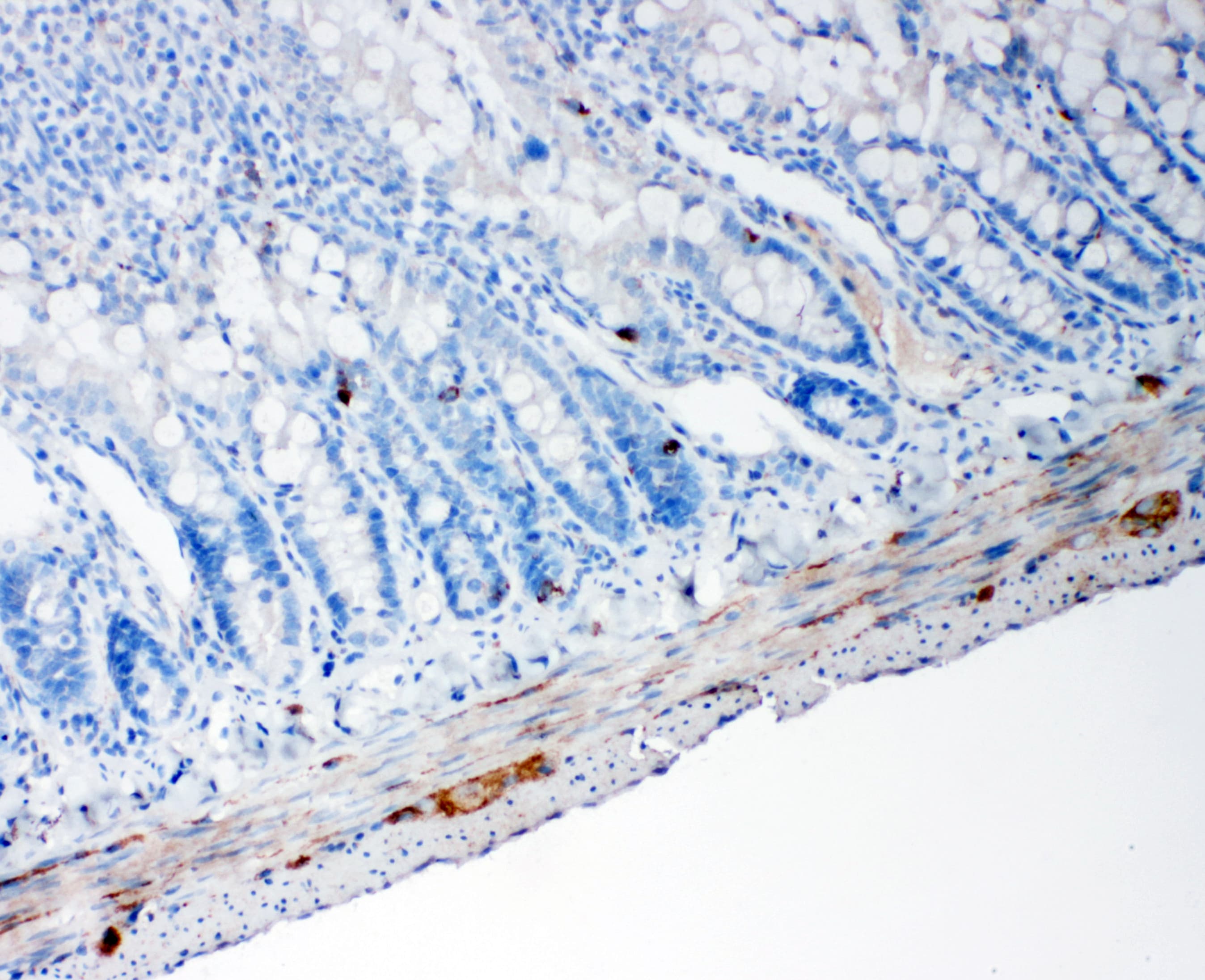 PCSK1 Antibody (aa726-740)