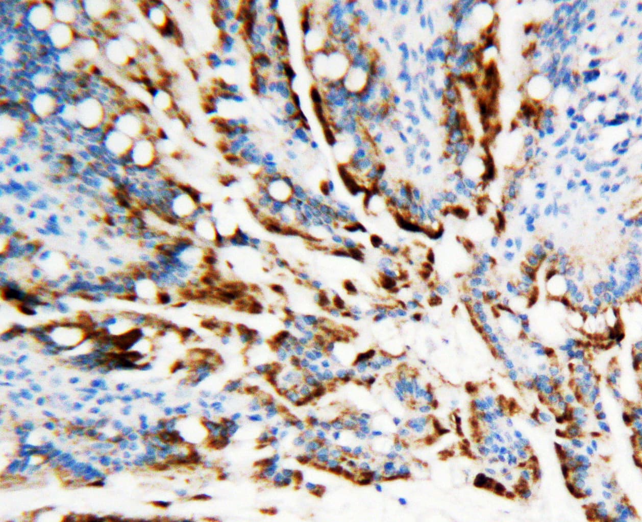 APEX1 / APE1 Antibody (aa177-191)