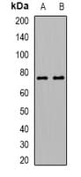 IHC-plus™ ALOX15B / 15-LOX-2 Antibody