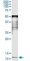 SAA4 Antibody (clone 3C11)