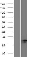 NANOGNB Protein (Over-Expression Lysate Myc-DDK (Flag))