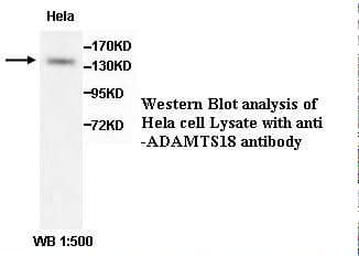 ADAMTS18 Antibody