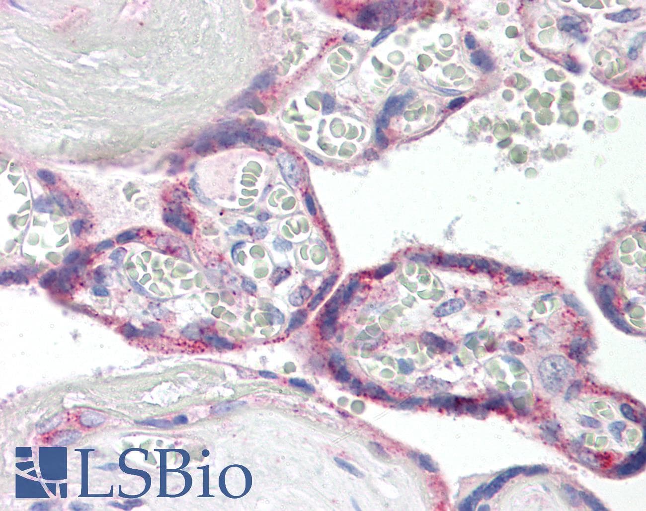 ITGB8 / Integrin Beta 8 Antibody (aa614-663)