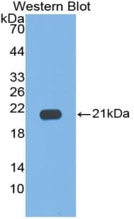 IL17C Antibody (aa7-159)