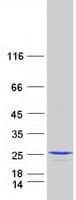 Human CEP19 / C3orf34 Protein (Recombinant Myc-DDK (Flag))