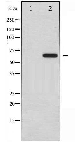 PXN / Paxillin Antibody (phospho-Tyr31)