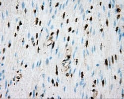 Monoclonal Mouse anti-Human Basigin / Emmprin / CD147 Antibody (clone OTI4E11, IHC, IF, WB)