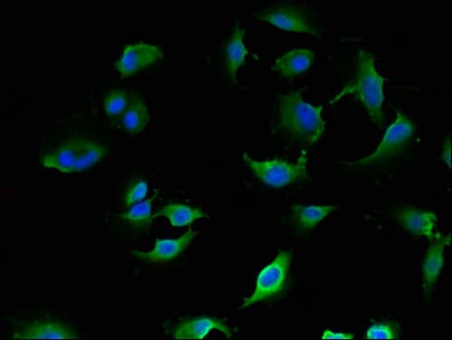 LANCL1 Antibody