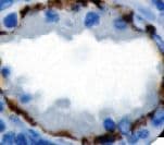 PECAM-1 / CD31 Antibody (clone 1A10)