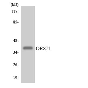 OR8J1 Antibody (aa223-272)