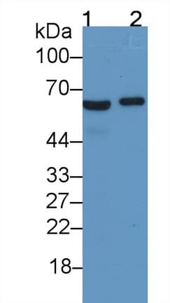 SLC40A1 / Ferroportin-1 Antibody