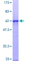 Human SH3GL2 Protein (Recombinant GST)