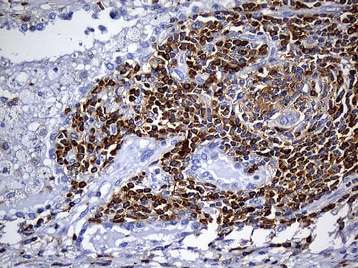 SH3BP1 Antibody (clone OTI2F4)