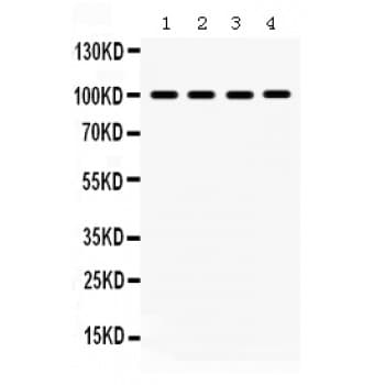 MAPK6 / ERK3 Antibody (aa520-721)