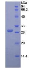 Dog ANGPT1 / Angiopoietin-1 Protein (Recombinant His, N-terminus)