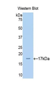 CHGA / Chromogranin A Antibody (aa15-148, APC)