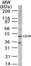 CXCR4 Antibody (aa328-338)