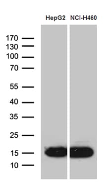 IFITM2 Antibody (clone OTI2B3)
