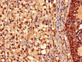OFD1 Antibody