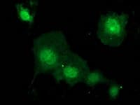 KCTD14 Antibody (clone OTI1D11)