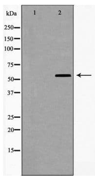 CYP1A1 Antibody