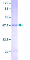 Human PSMB2 Protein (Recombinant GST)