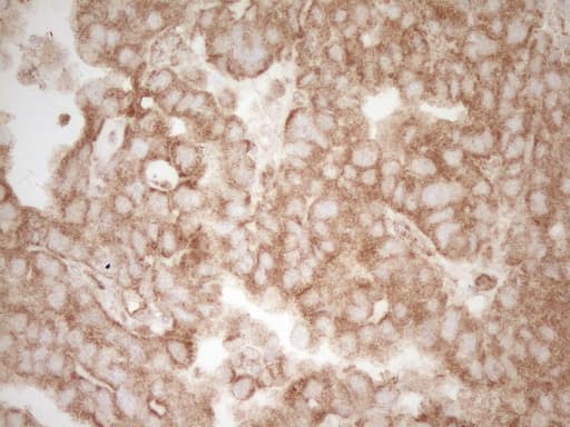 PELI1 / Pellino 1 Antibody (aa1-245, clone OTI1D9, Carrier-free)