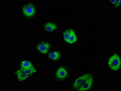 PACSIN3 Antibody