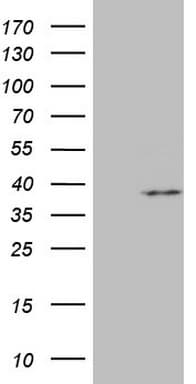 MRPL15 Antibody (aa28-296, clone OTI10D3, Carrier-free)