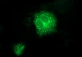 TXNDC1 / TMX1 Antibody (clone OTI1A4)