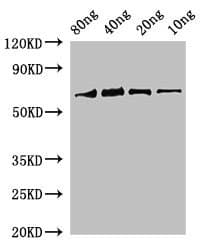 Polyclonal Rabbit anti-Soybean rbcL Antibody (WB)