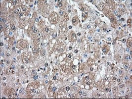 Monoclonal Mouse anti-Human GPI Antibody (clone OTI2D2, IHC, IF, WB)
