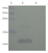 IGF1 Antibody (clone 2G12-F11, Preservative Free)