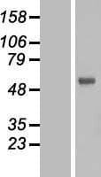 FOXN2 Protein (Over-Expression Lysate Myc-DDK (Flag))