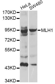 MLH1 Antibody