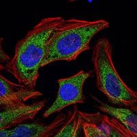 PDK1 Antibody (clone 4A11)