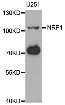 IHC-plus™ NRP1 / Neuropilin 1 Antibody