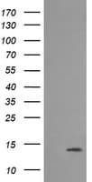 MLANA / Melan-A Antibody (clone OTI3A2)