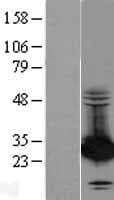 PSME2 Protein (Over-Expression Lysate Myc-DDK (Flag))