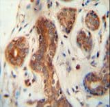 CEPT1 Antibody (aa29-57)