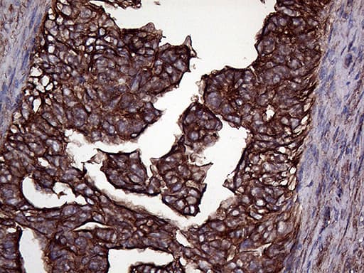 GNAS Antibody (clone OTI13D7)