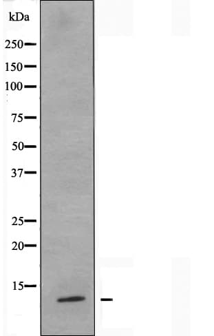 S100Z Antibody