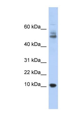 MTPN / Myotrophin Antibody (aa35-84)
