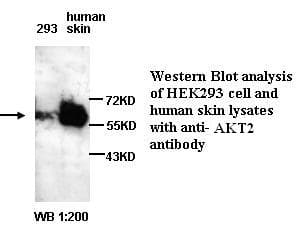 AKT2 Antibody