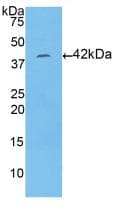 HIST1H2AA Antibody (Biotin)