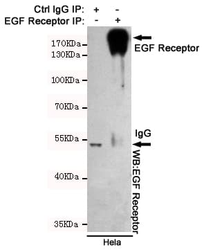 EGFR Antibody