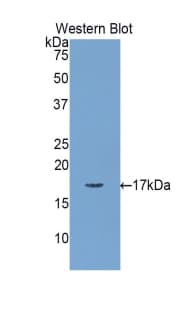 Polyclonal Rabbit anti-Rat MLC3F / MYL1 Antibody (Biotin, aa3-139, WB)