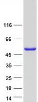Human TRIM72 / MG53 Protein (Recombinant Myc-DDK (Flag))